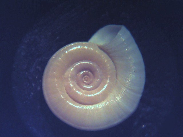 Planorbis philippianus ?